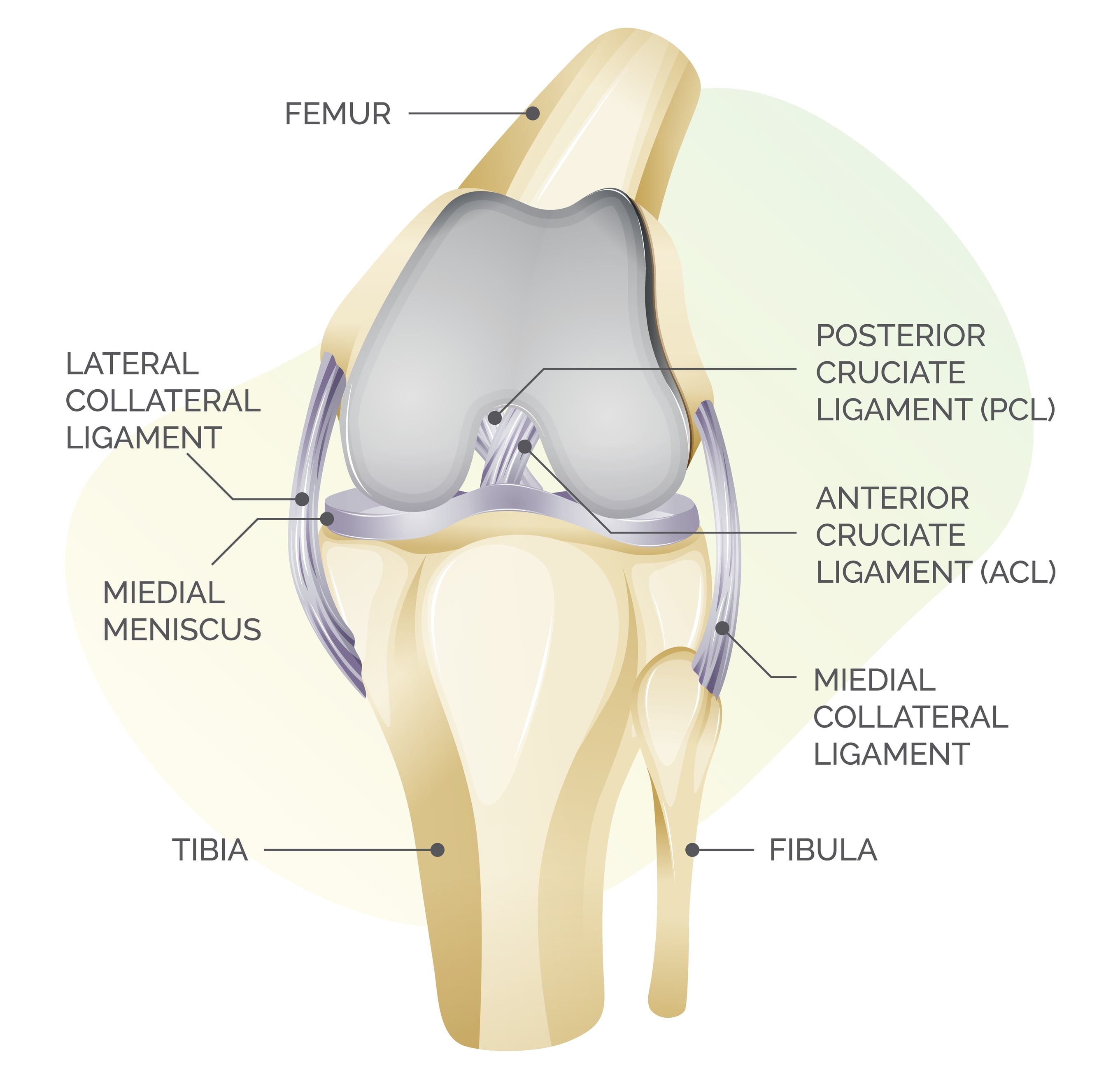 knee,cartilage,anatomy, ,illustration,as,eps,10,file